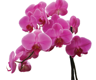 orchidea_03.jpg