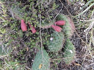 kaktuszok_100_0042.jpg