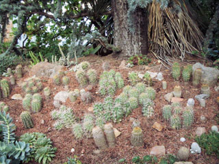 kaktuszok_100_0054.jpg