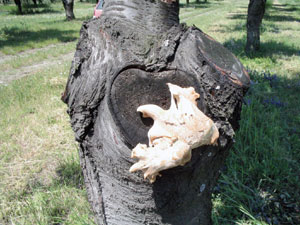 A fák állva halnak meg... - Ezermester 2005/2