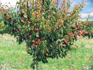 Gyümölcsfáink kártevői - Ezermester 2006/2