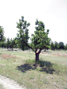 Öreg fák ifjítása - Ezermester 2006/3