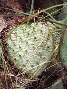 Kaktuszok a hó alatt - Ezermester 2006/12
